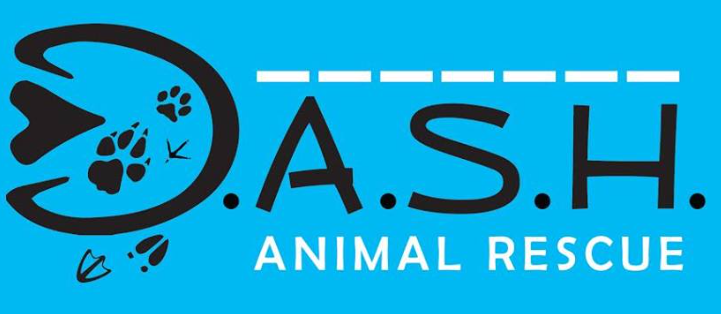 Dash Animal Rescue